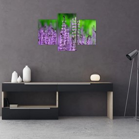 Obraz fialových lúčnych kvetov (90x60 cm)