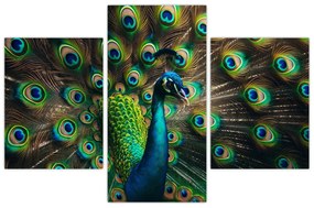 Obraz – Páv (90x60 cm)