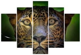 Obraz - Portrét leoparda, Sri Lanka (150x105 cm)