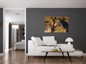 Obraz - Dve zebry (90x60 cm)