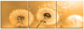 Obraz na plátne - Púpava v rannom slnku - panoráma 5214FB (150x50 cm)