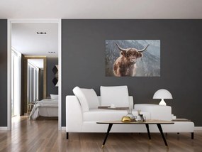 Obraz - Highlander krava (90x60 cm)