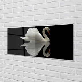 Obraz na akrylátovom skle Swan v noci 120x60 cm