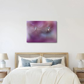 Obraz kvapôčok na páperí (70x50 cm)