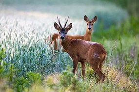 Umelecká fotografie Roebuck and roe doe at edge of arable field, James Warwick, (40 x 26.7 cm)