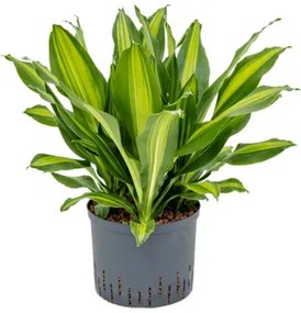 Dracaena Burley 3pp 25/19 v. 45 cm