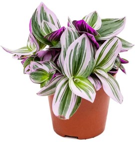 Tradescantia albiflora´Nanouk´ 7x10 cm