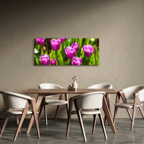 Obraz tulipánov na lúke (120x50 cm)