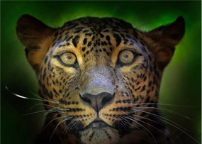 Sklenený obraz - Portrét leoparda, Sri Lanka (70x50 cm)