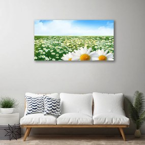 Obraz Canvas Sedmokrásky kvety lúka pole 120x60 cm