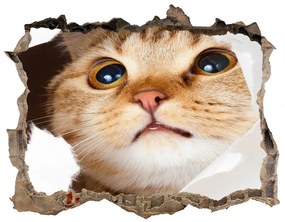Díra 3D fototapeta na stěnu Mačka v diere nd-k-33902265