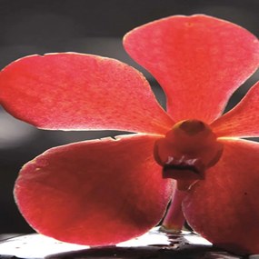 Ozdobný paraván Kamenná orchidej - 180x170 cm, päťdielny, obojstranný paraván 360°
