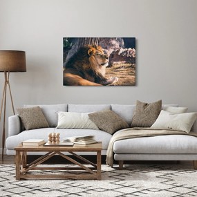 Obraz ležiaceho leva (90x60 cm)