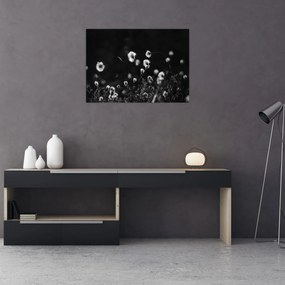 Sklenený obraz - Lúka s cottongrass N⁰1 (70x50 cm)