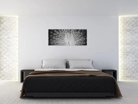 Obraz - Biely páv (120x50 cm)