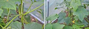 Foxigy Záhradný fóliovník 2x4,5m s UV filtrom PREMIUM