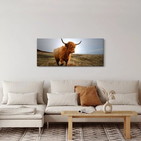 Obraz škótskej kravy (120x50 cm)
