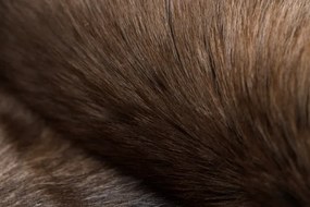 Koberec RENIFER POK010 hnedý