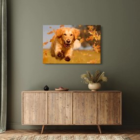 Obraz - Zlatý retriever (90x60 cm)