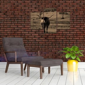 Obraz - Texaská krava (90x60 cm)