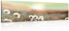 Obraz panoráma kvitnúcej lúky - 150x50