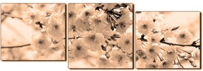 Obraz na plátne - Čerešňový kvet - panoráma 5279FE (120x40 cm)
