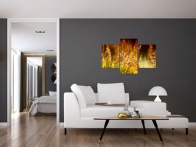 Obraz - Detail rosy (90x60 cm)