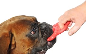 BAMA Hračka pre psov ORMA MINI Barva: oranžová