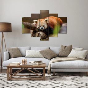 Obraz pandy červenej (150x105 cm)