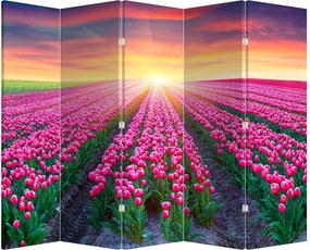 Paraván - Pole tulipánov so slnkom (210x170 cm)