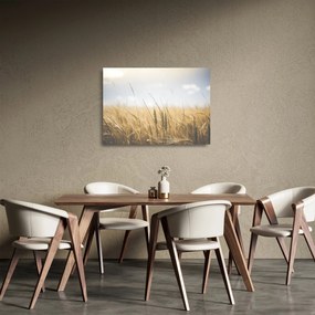 Sklenený obraz obilia (70x50 cm)