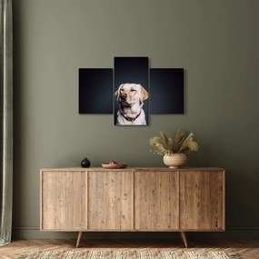Obraz labradora (90x60 cm)