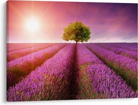 Obraz poľa s levanduľami (70x50 cm)