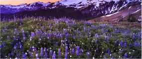 Obraz - Sopka a kvety (120x50 cm)