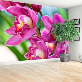 Fototapeta Vliesová Ružové orchidey 152x104 cm