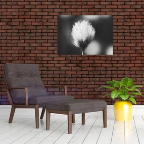 Sklenený obraz - Čiernobiely cottongrass (70x50 cm)