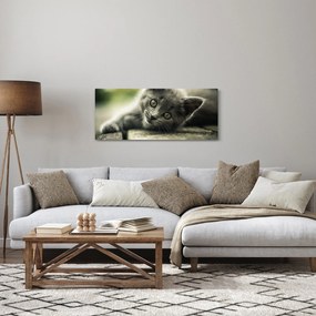 Obraz mačiatka (120x50 cm)