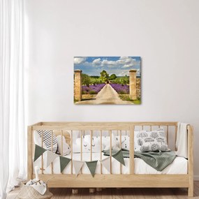 Obraz - Levanduľové cesty (70x50 cm)