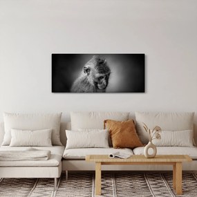 Obraz - Opička (120x50 cm)