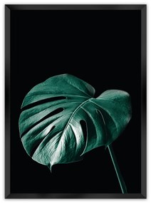 Plagát Dark Monstera