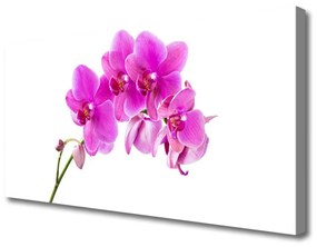 Obraz Canvas Vstavač kvet orchidea 140x70 cm