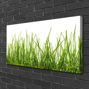 Obraz Canvas Tráva príroda rastlina 125x50 cm