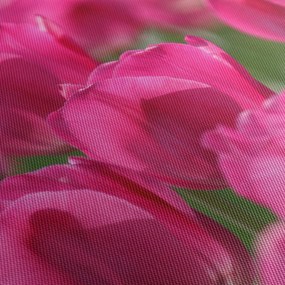 Obraz - Ružové tulipány (70x50 cm)