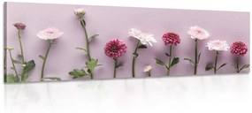 Obraz kompozícia ružových chryzantém Varianta: 150x50