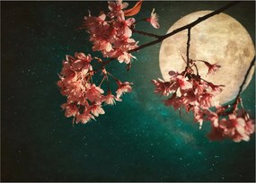 Obraz - Sakura v splne (70x50 cm)