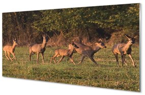 Sklenený obraz Deer Golf svitania 100x50 cm