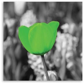 Gario Obraz na plátne Zelené tulipány na lúke Rozmery: 30 x 30 cm