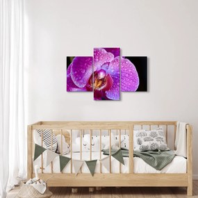 Detailný obraz kvetu orchidey (90x60 cm)