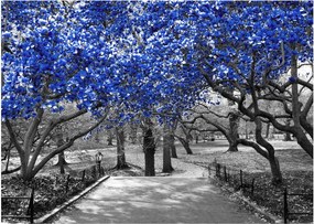 Obrázok - Modré stromy, Central Park, New York (70x50 cm)