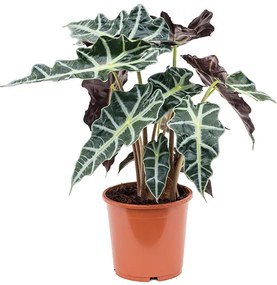 Alocasia polly 17x50 cm